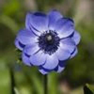 Melissa is looking for a Room in Leeuwarden